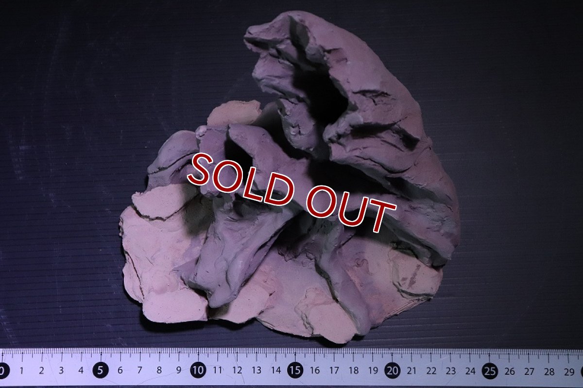 画像7: 【熱帯魚 シェルター】シェルタクラフタ No10 ROOTS Mサイズ シェルター【個体販売】(淡水) (7)