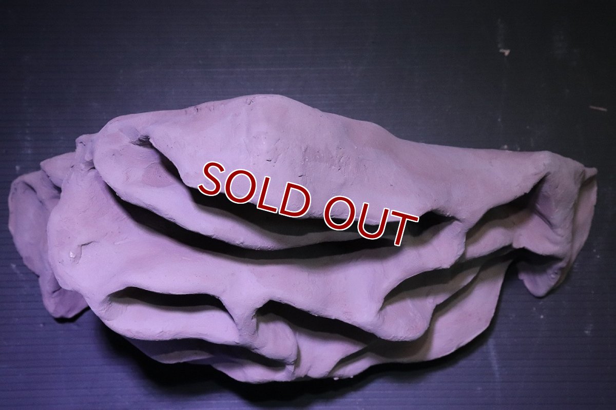 画像7: シェルタクラフタ No1 アリの巣型×産卵筒 シェルター【個体販売】(淡水) (7)