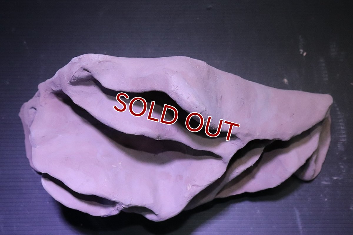 画像7: シェルタクラフタ No2 アリの巣型×産卵筒 シェルター【個体販売】(淡水) (7)