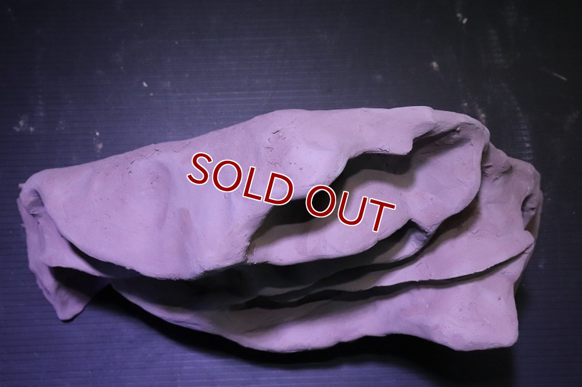 画像7: シェルタクラフタ No3 アリの巣型×産卵筒 シェルター【個体販売】(淡水) (7)