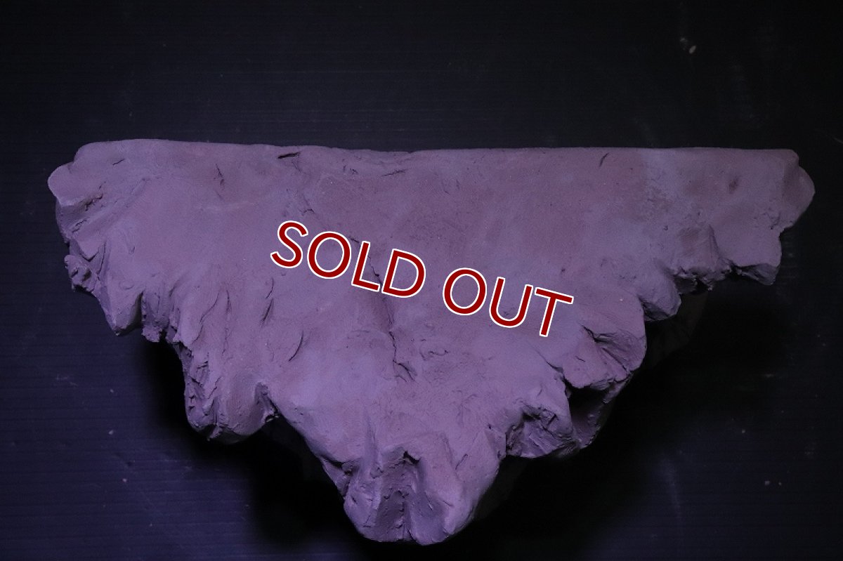 画像6: シェルタクラフタ No1 鍾乳石タワー1段 シェルター【個体販売】(淡水) (6)