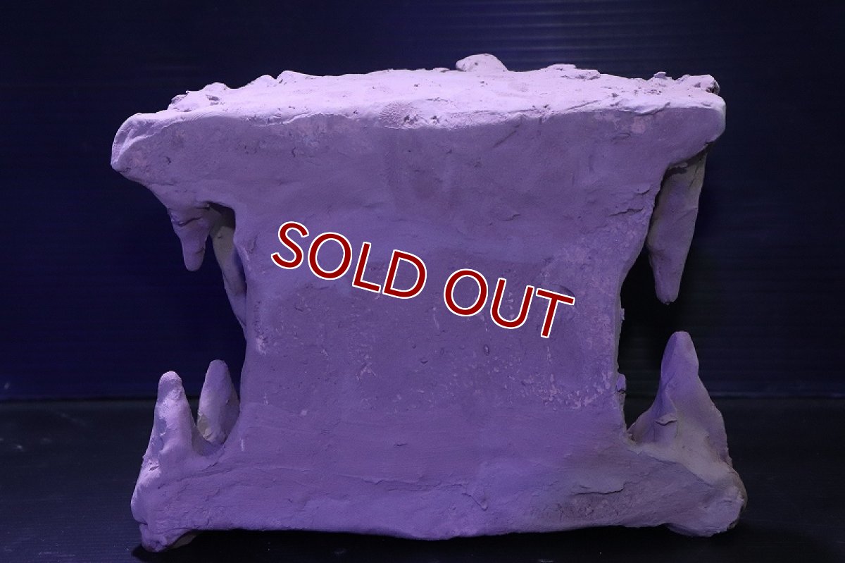 画像5: シェルタクラフタ No2 鍾乳石タワー１段 シェルター【個体販売】(淡水) (5)