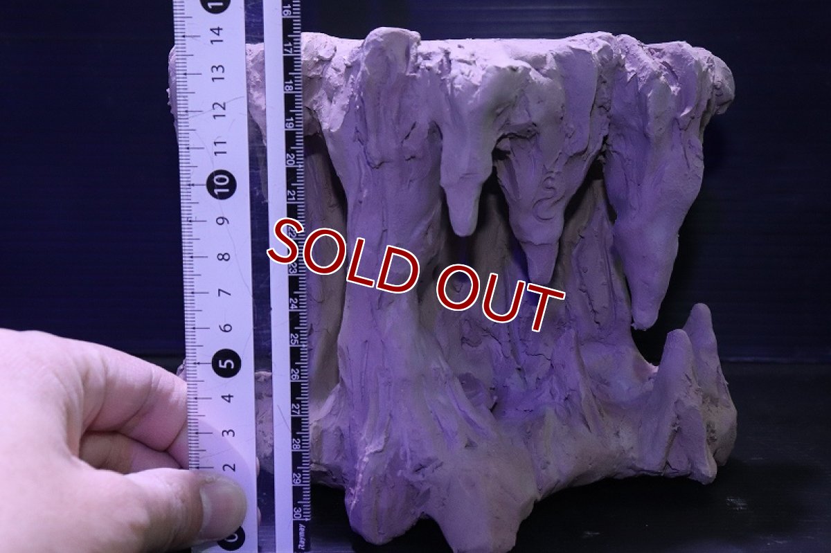 画像7: シェルタクラフタ No2 鍾乳石タワー１段 シェルター【個体販売】(淡水) (7)