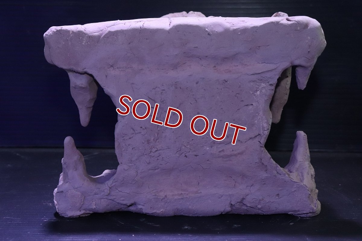 画像5: シェルタクラフタ No3 鍾乳石タワー1段 シェルター【個体販売】(淡水) (5)