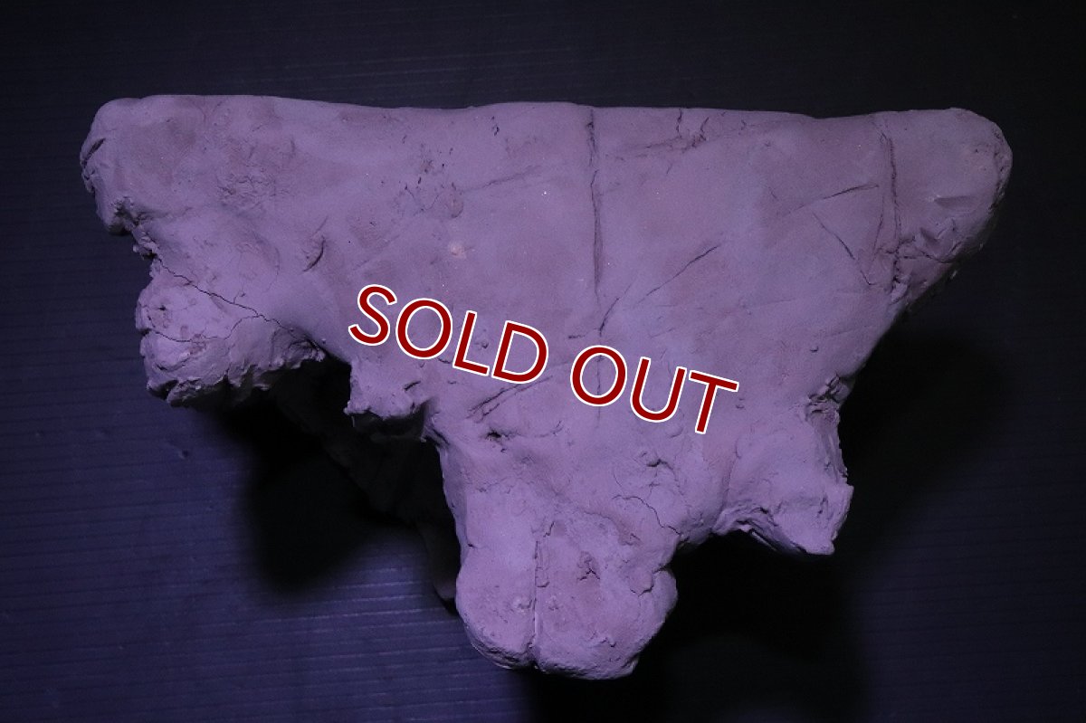 画像6: シェルタクラフタ No3 鍾乳石タワー1段 シェルター【個体販売】(淡水) (6)