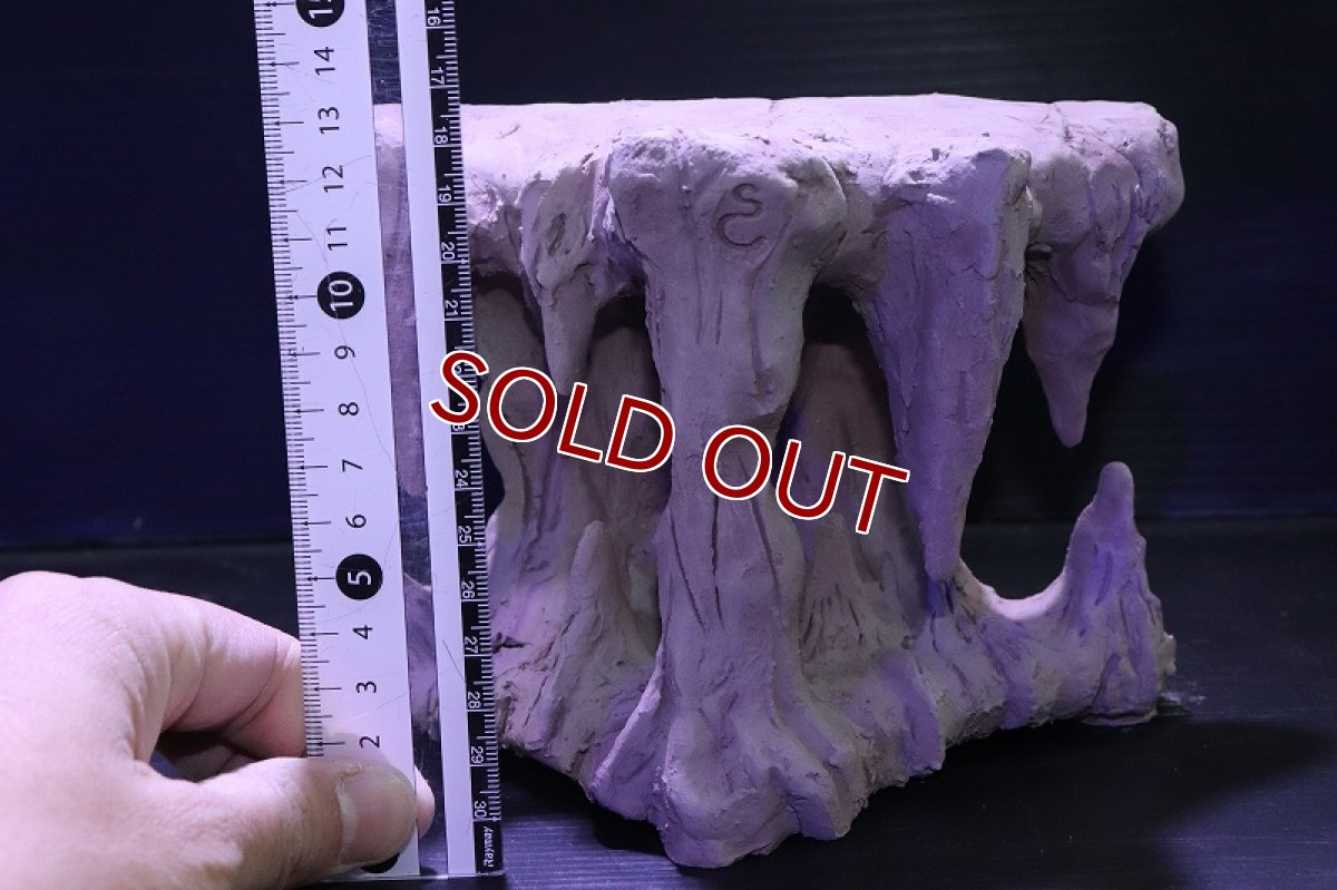 画像7: シェルタクラフタ No3 鍾乳石タワー1段 シェルター【個体販売】(淡水) (7)