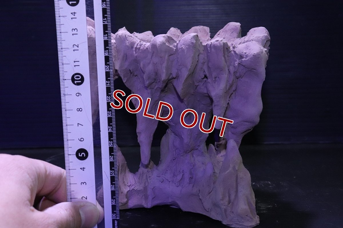 画像10: シェルタクラフタ No1 鍾乳石ポット Sサイズ シェルター【個体販売】(淡水) (10)