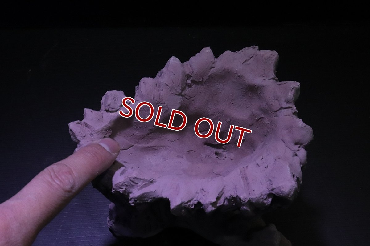 画像6: シェルタクラフタ No2 鍾乳石ポット Sサイズ シェルター【個体販売】(淡水) (6)