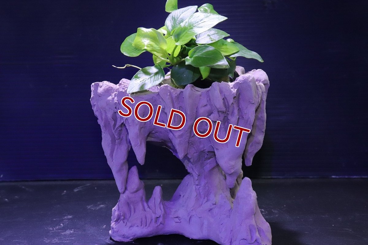 画像8: シェルタクラフタ No2 鍾乳石ポット Sサイズ シェルター【個体販売】(淡水) (8)