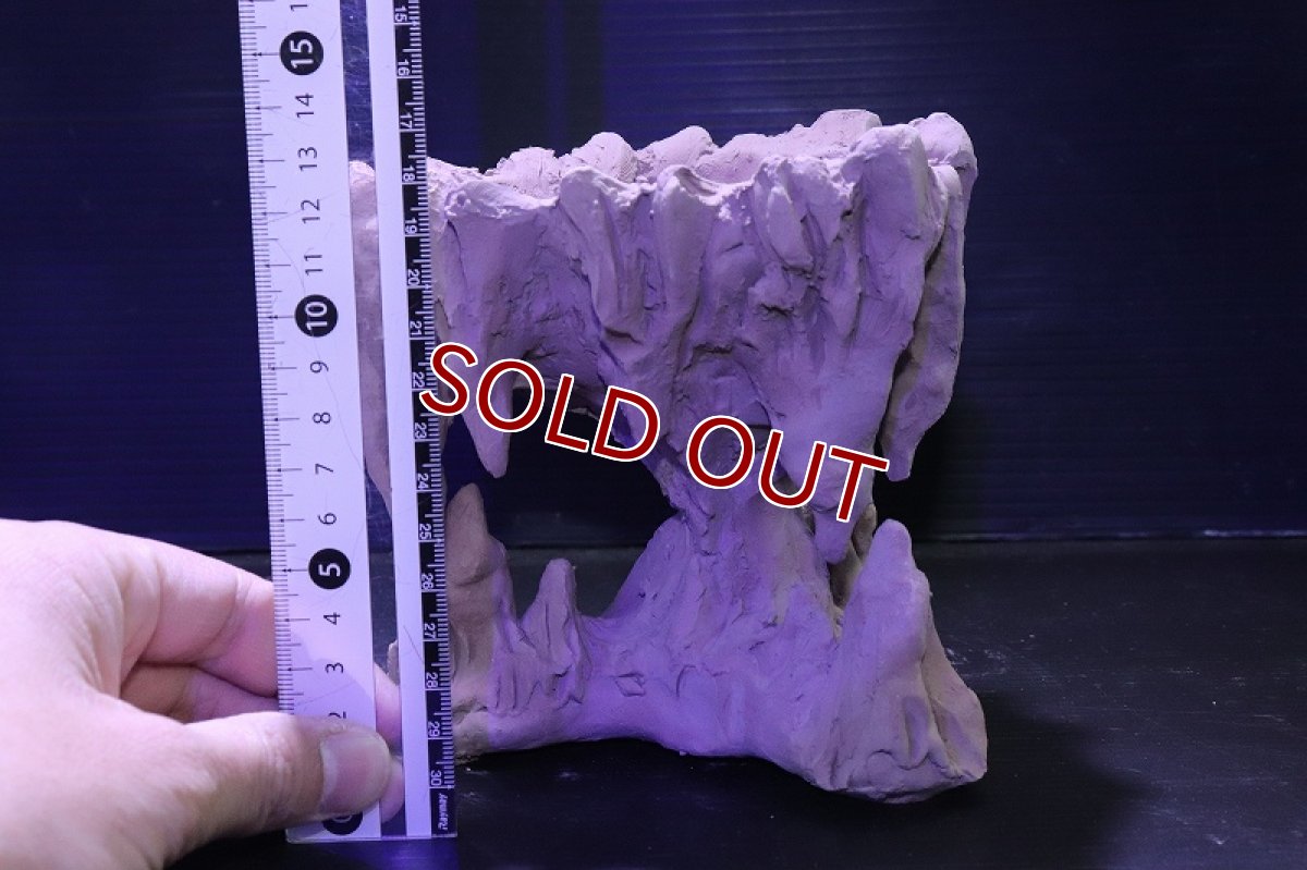 画像9: シェルタクラフタ No2 鍾乳石ポット Sサイズ シェルター【個体販売】(淡水) (9)