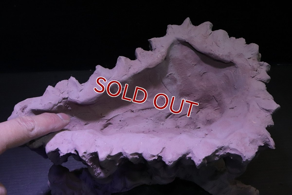 画像7: シェルタクラフタ No2 鍾乳石ポット Lサイズ シェルター【個体販売】(淡水) (7)