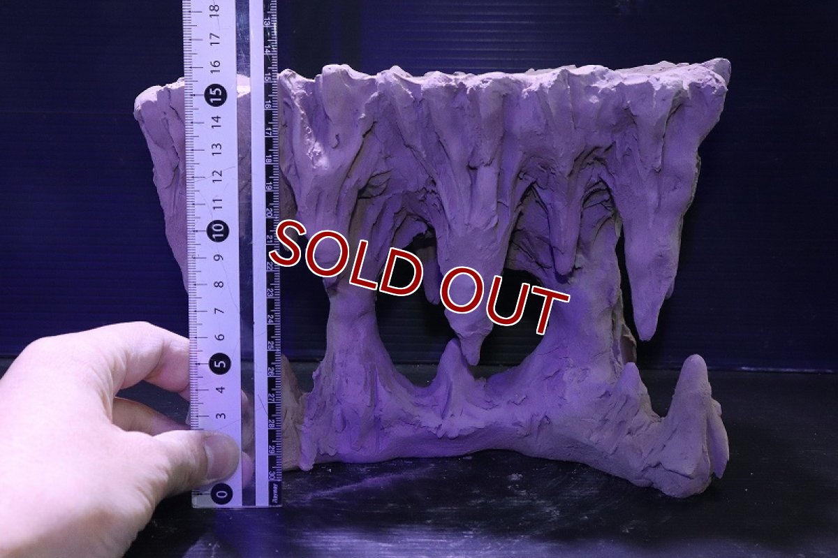 画像10: シェルタクラフタ No2 鍾乳石ポット Lサイズ シェルター【個体販売】(淡水) (10)