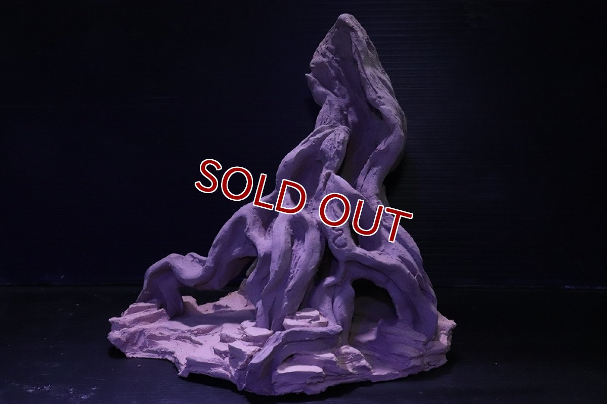 画像2: シェルタクラフタ No1 ROOTS Lサイズ シェルター【個体販売】(淡水) (2)