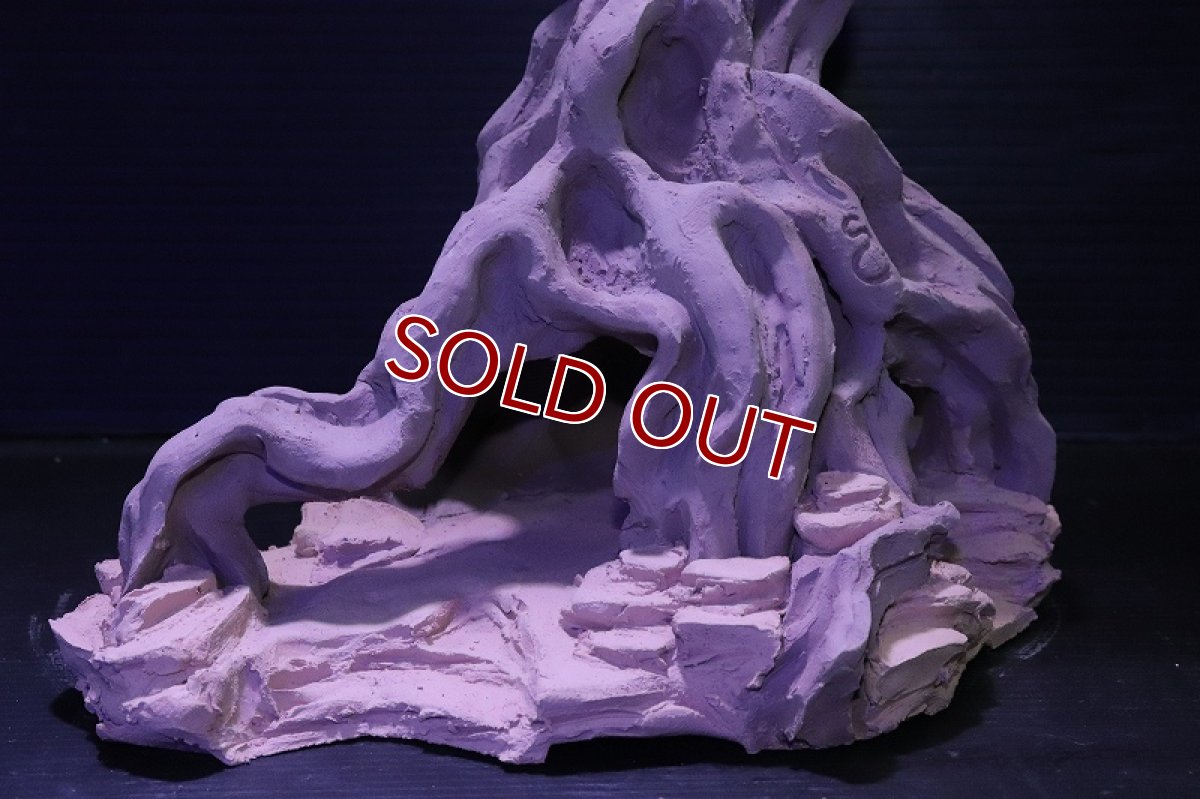 画像4: シェルタクラフタ No1 ROOTS Lサイズ シェルター【個体販売】(淡水) (4)