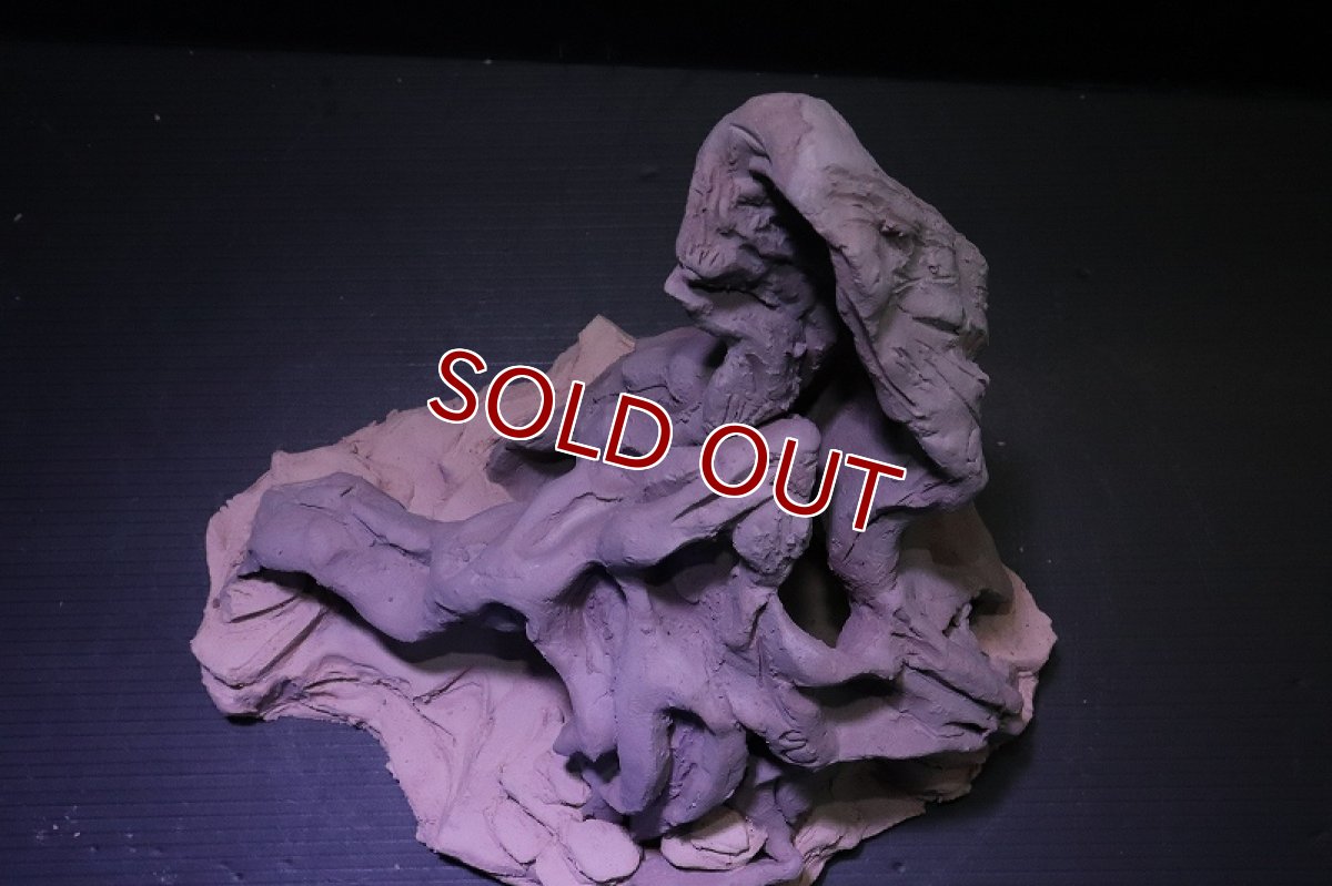 画像9: シェルタクラフタ No1 ROOTS Lサイズ シェルター【個体販売】(淡水) (9)