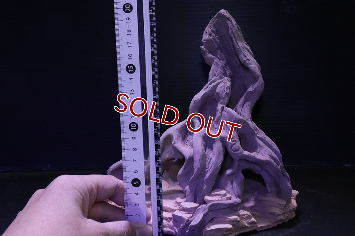 画像10: シェルタクラフタ No1 ROOTS Lサイズ シェルター【個体販売】(淡水) (10)