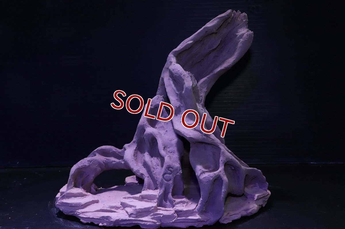 画像2: シェルタクラフタ No2 ROOTS Lサイズ シェルター【個体販売】(淡水) (2)