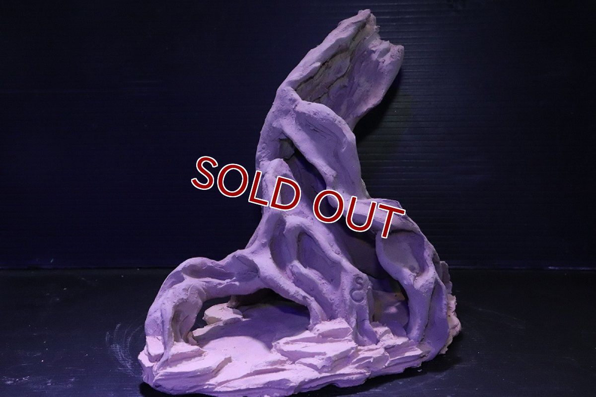 画像4: シェルタクラフタ No2 ROOTS Lサイズ シェルター【個体販売】(淡水) (4)