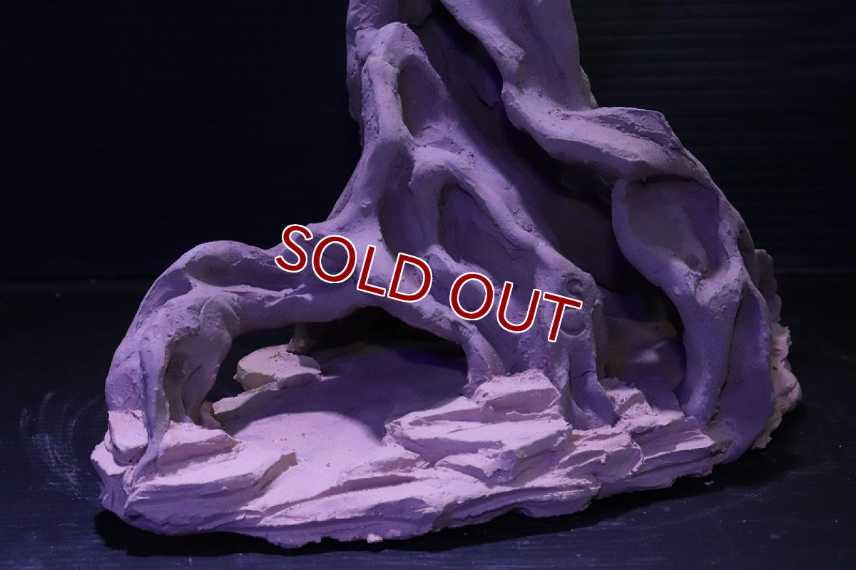 画像5: シェルタクラフタ No2 ROOTS Lサイズ シェルター【個体販売】(淡水) (5)