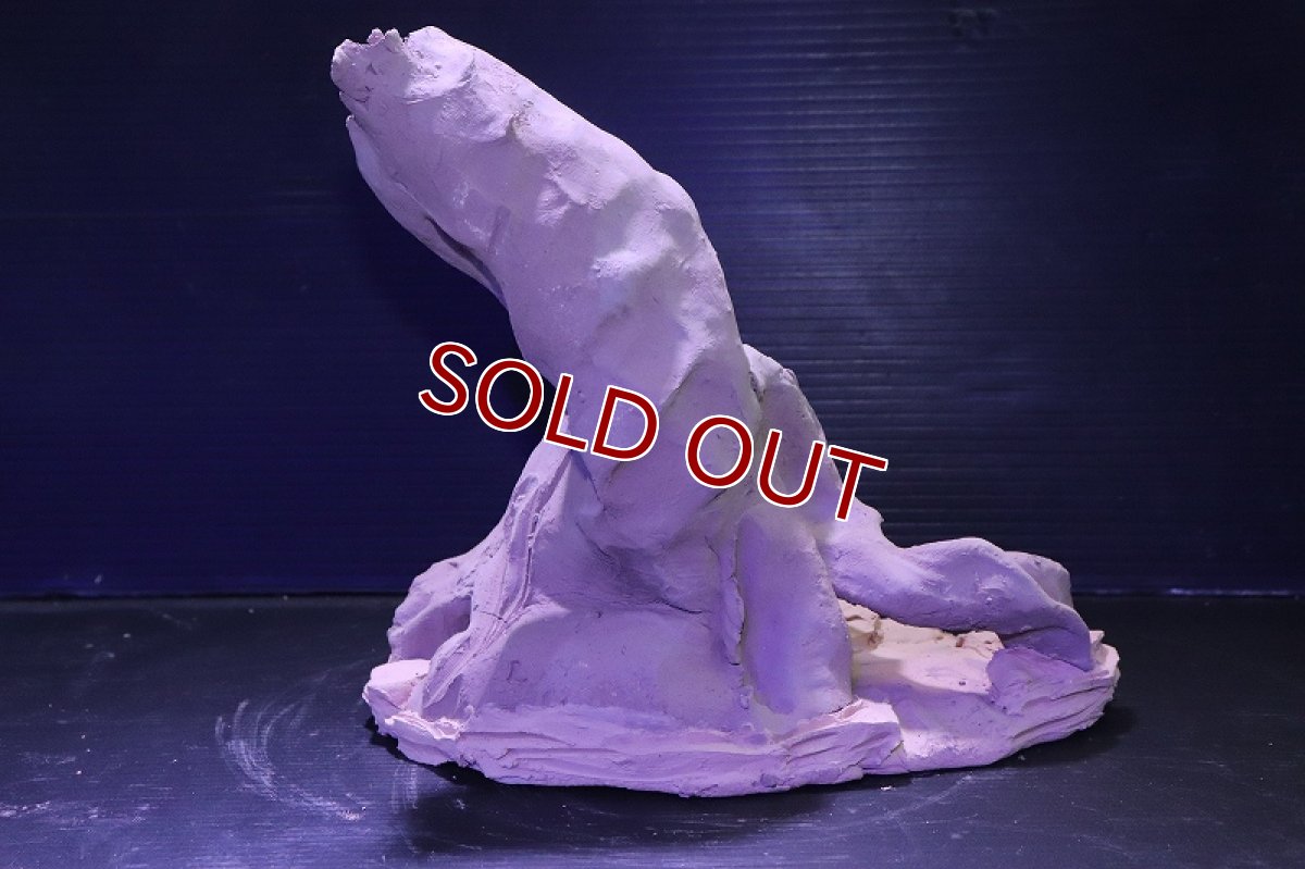 画像8: シェルタクラフタ No2 ROOTS Lサイズ シェルター【個体販売】(淡水) (8)