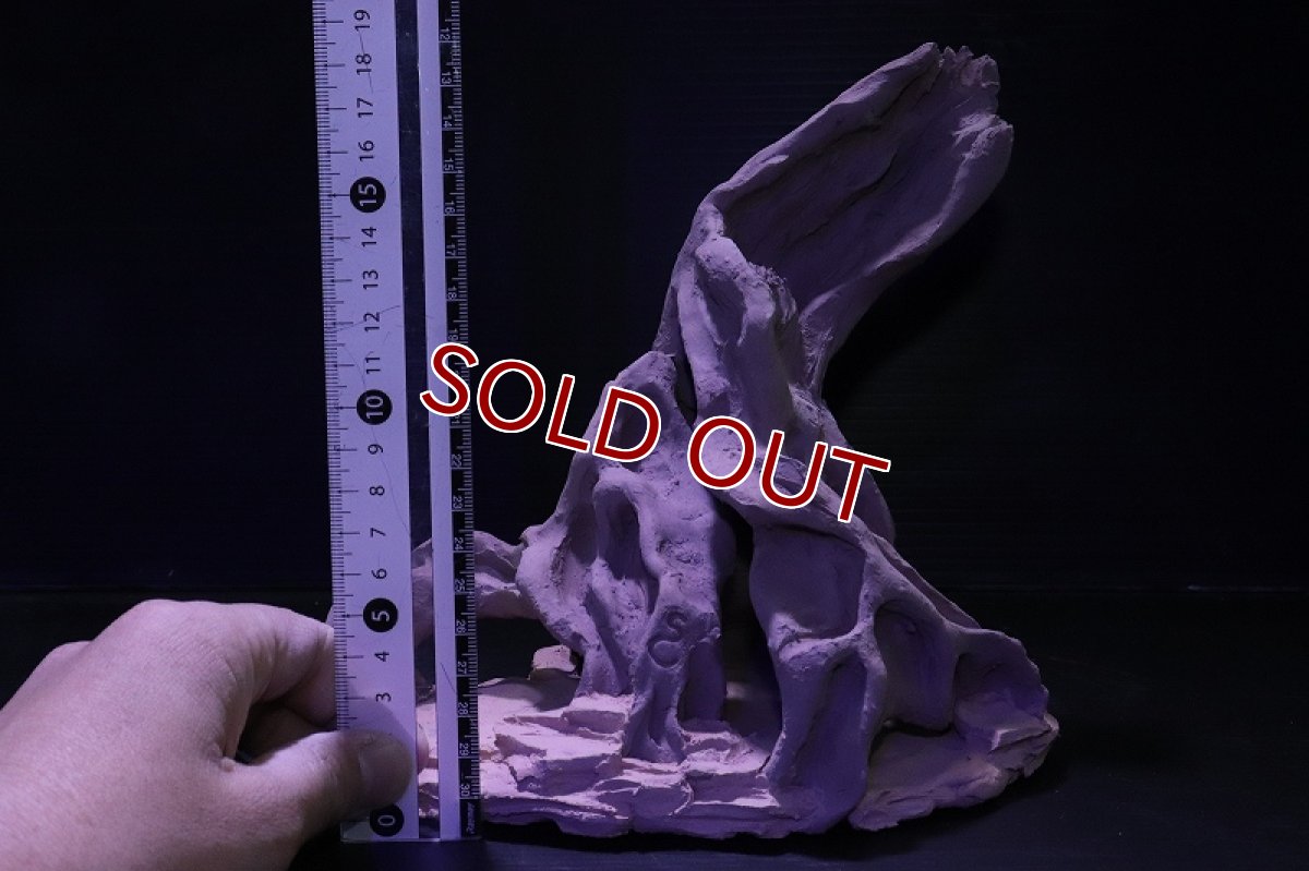 画像10: シェルタクラフタ No2 ROOTS Lサイズ シェルター【個体販売】(淡水) (10)