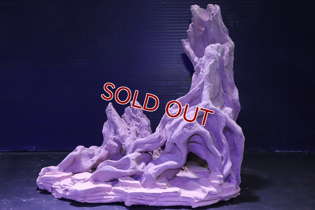 画像2: シェルタクラフタ No1 ROOTS XLサイズ シェルター【個体販売】(淡水) (2)