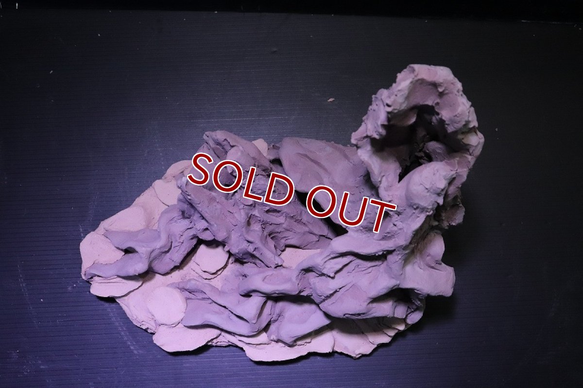 画像9: シェルタクラフタ No1 ROOTS XLサイズ シェルター【個体販売】(淡水) (9)