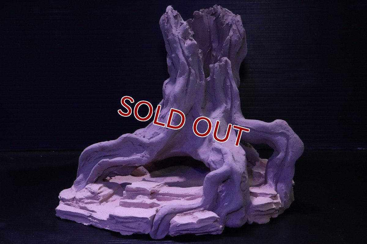 画像2: シェルタクラフタ No1 ROOTS Mサイズ シェルター【個体販売】(淡水) (2)