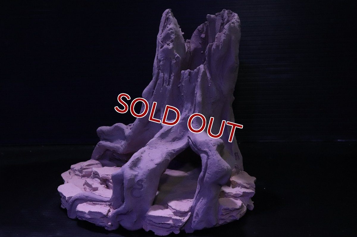 画像6: シェルタクラフタ No1 ROOTS Mサイズ シェルター【個体販売】(淡水) (6)