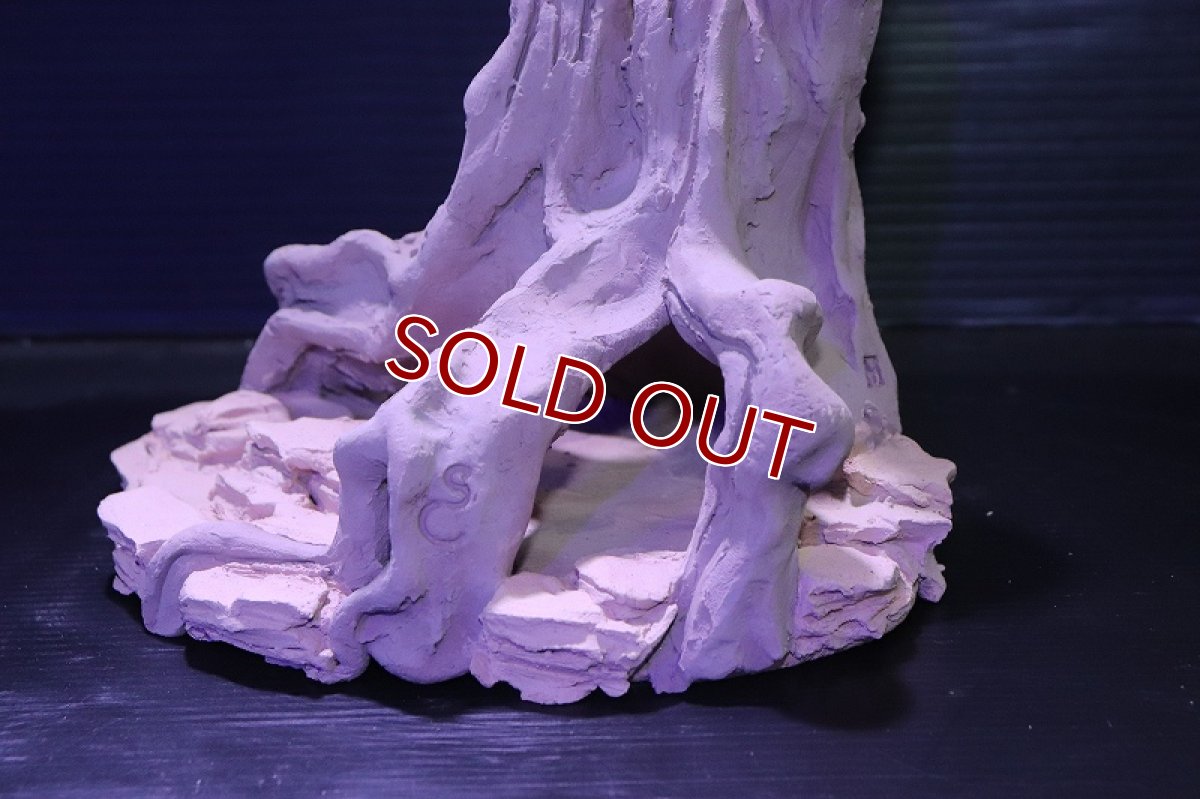 画像7: シェルタクラフタ No1 ROOTS Mサイズ シェルター【個体販売】(淡水) (7)