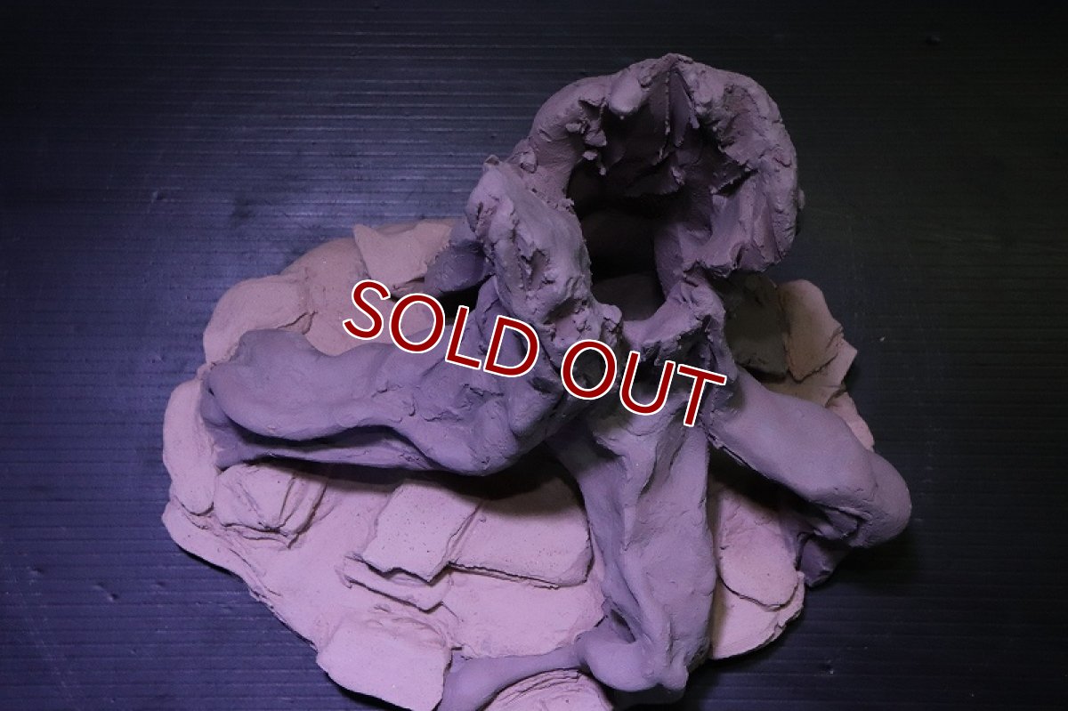 画像9: シェルタクラフタ No1 ROOTS Mサイズ シェルター【個体販売】(淡水) (9)