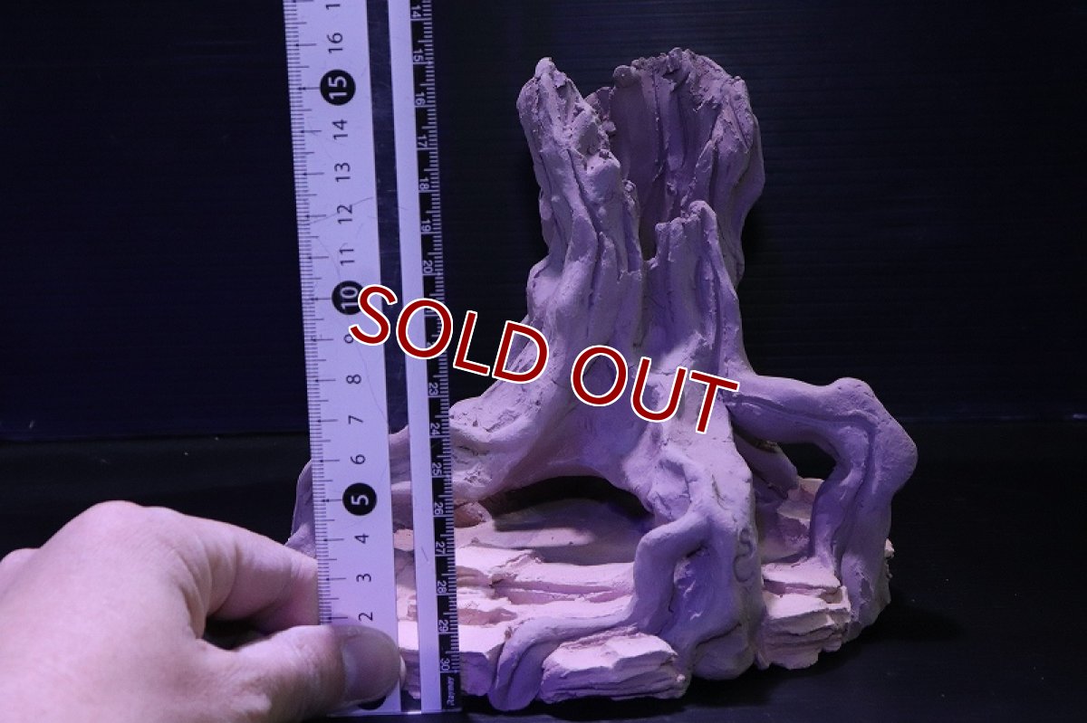 画像10: シェルタクラフタ No1 ROOTS Mサイズ シェルター【個体販売】(淡水) (10)