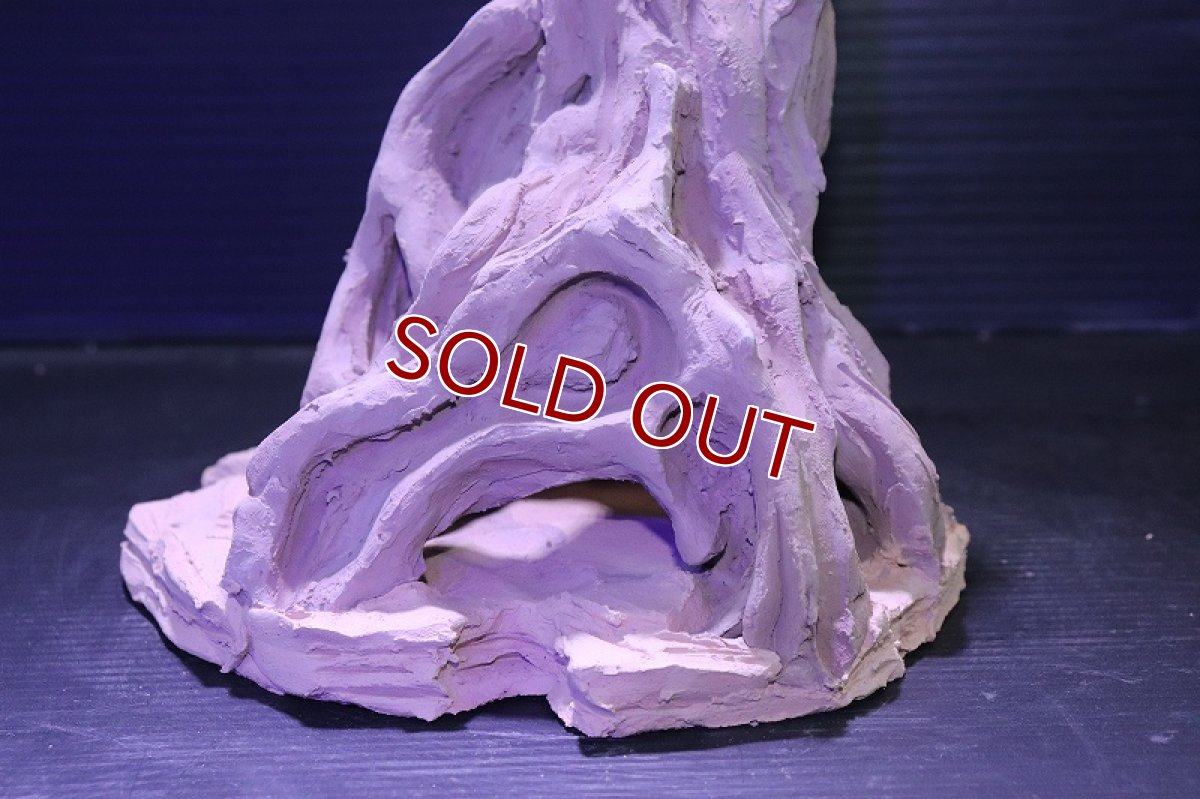 画像6: シェルタクラフタ No2 ROOTS Mサイズ シェルター【個体販売】(淡水) (6)