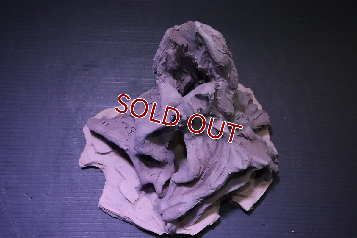 画像8: シェルタクラフタ No2 ROOTS Mサイズ シェルター【個体販売】(淡水) (8)