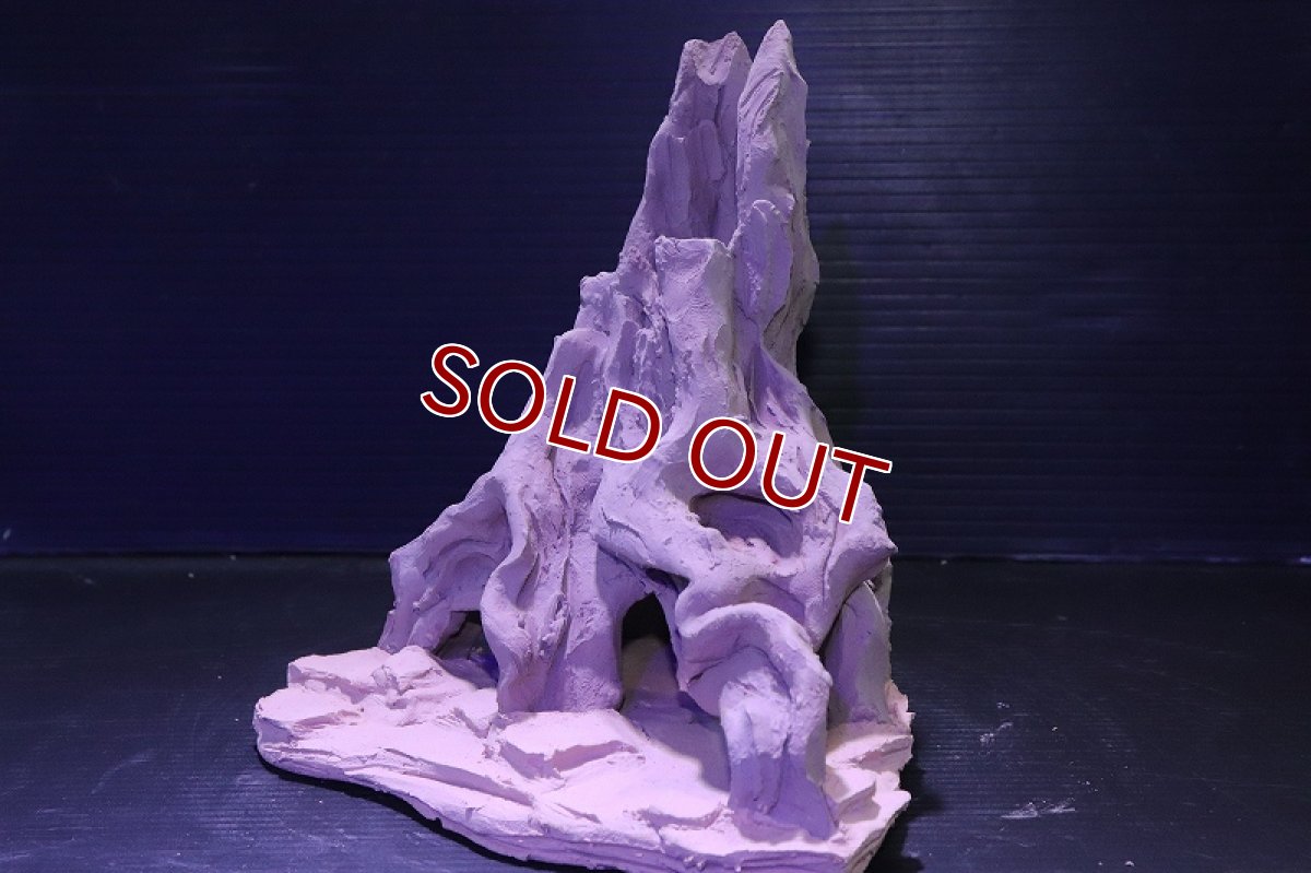 画像6: シェルタクラフタ No3 ROOTS Mサイズ シェルター【個体販売】(淡水) (6)