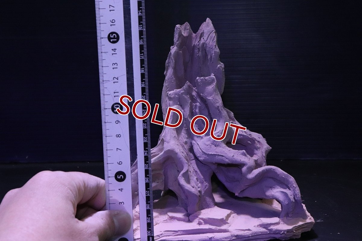 画像10: シェルタクラフタ No3 ROOTS Mサイズ シェルター【個体販売】(淡水) (10)