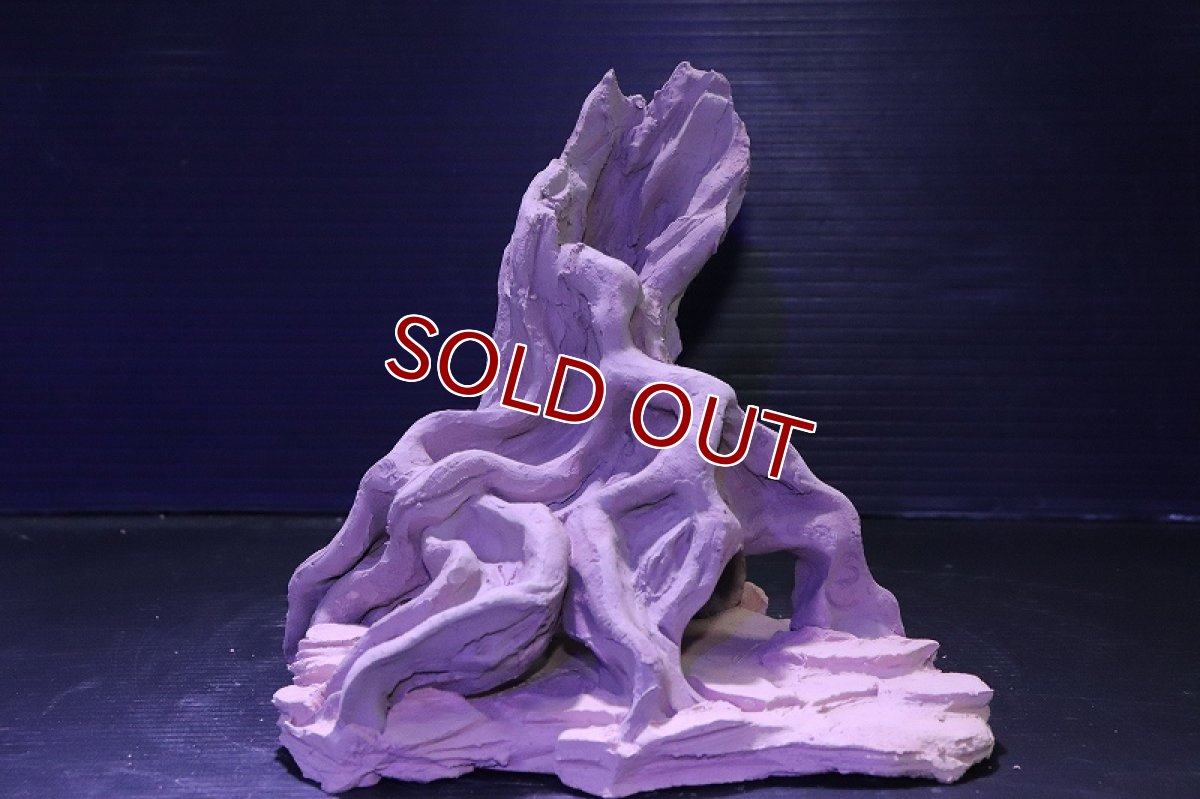 画像2: シェルタクラフタ No4 ROOTS Mサイズ シェルター【個体販売】(淡水) (2)