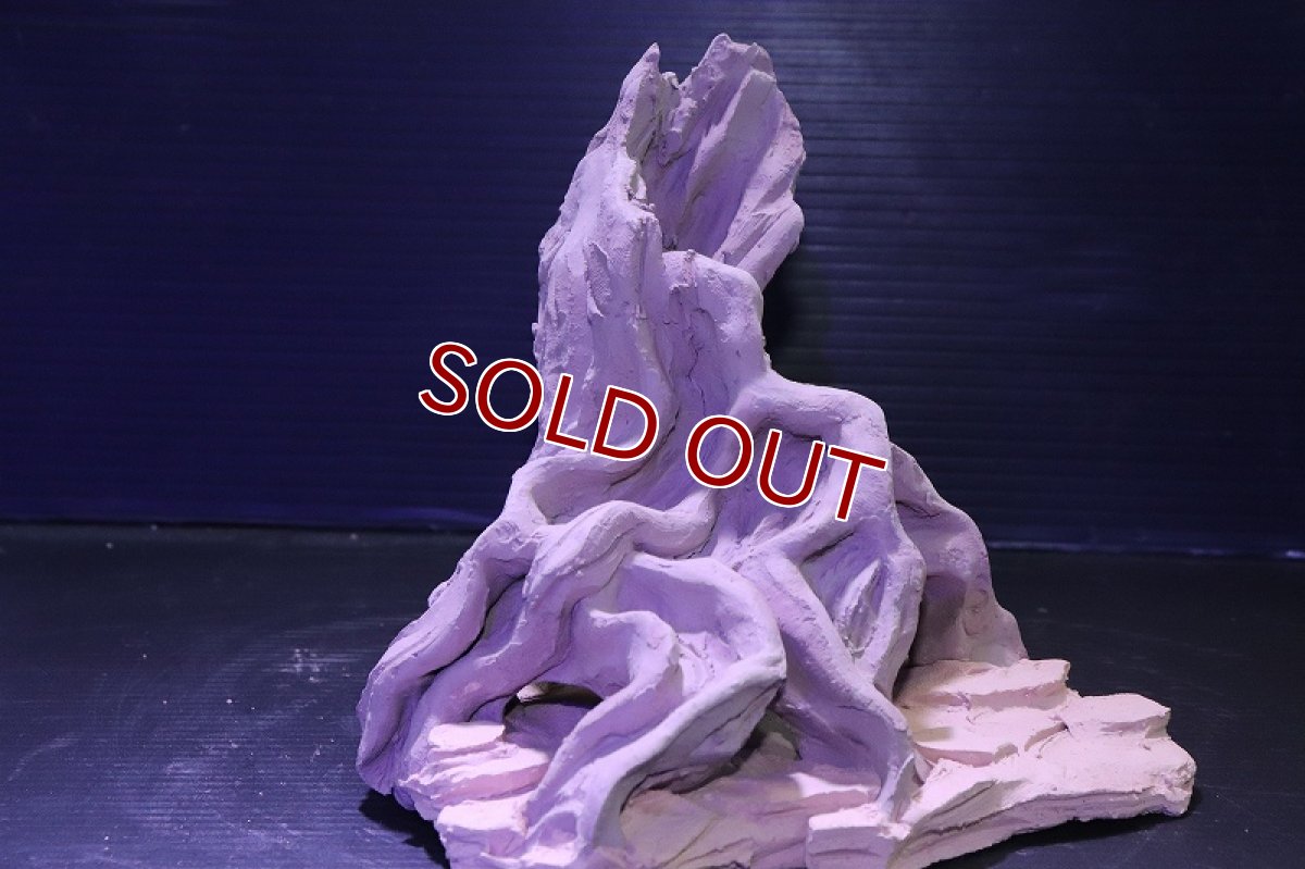 画像4: シェルタクラフタ No4 ROOTS Mサイズ シェルター【個体販売】(淡水) (4)