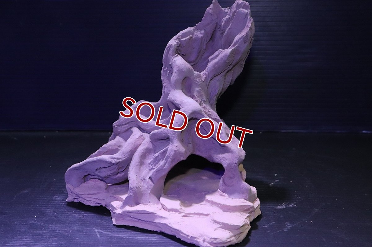 画像6: シェルタクラフタ No4 ROOTS Mサイズ シェルター【個体販売】(淡水) (6)