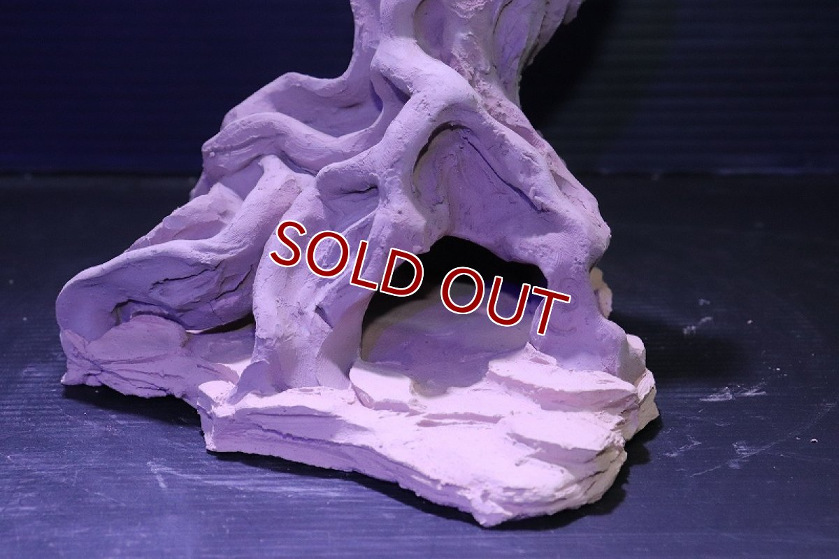 画像7: シェルタクラフタ No4 ROOTS Mサイズ シェルター【個体販売】(淡水) (7)