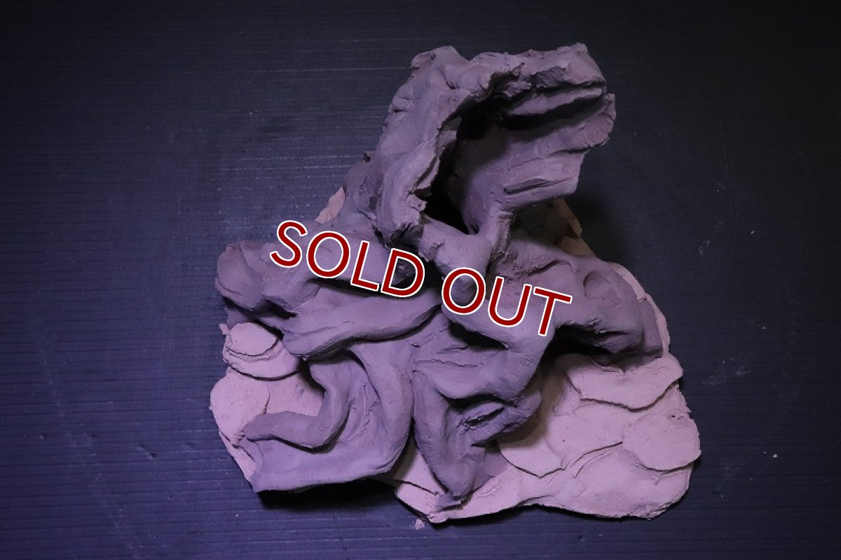 画像9: シェルタクラフタ No4 ROOTS Mサイズ シェルター【個体販売】(淡水) (9)