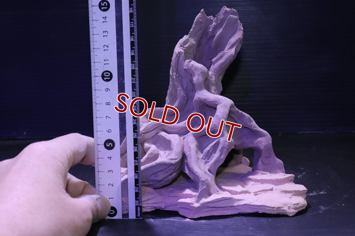 画像10: シェルタクラフタ No4 ROOTS Mサイズ シェルター【個体販売】(淡水) (10)