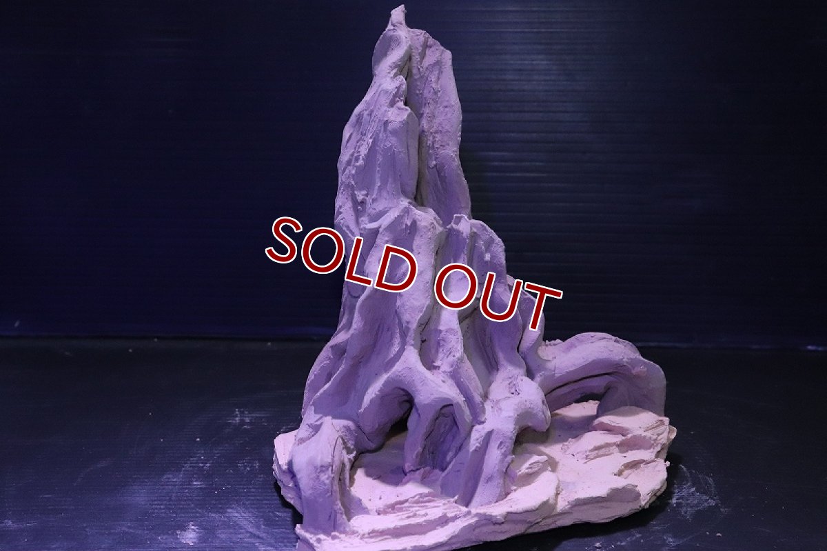 画像4: シェルタクラフタ No5 ROOTS Mサイズシェルター【個体販売】(淡水) (4)