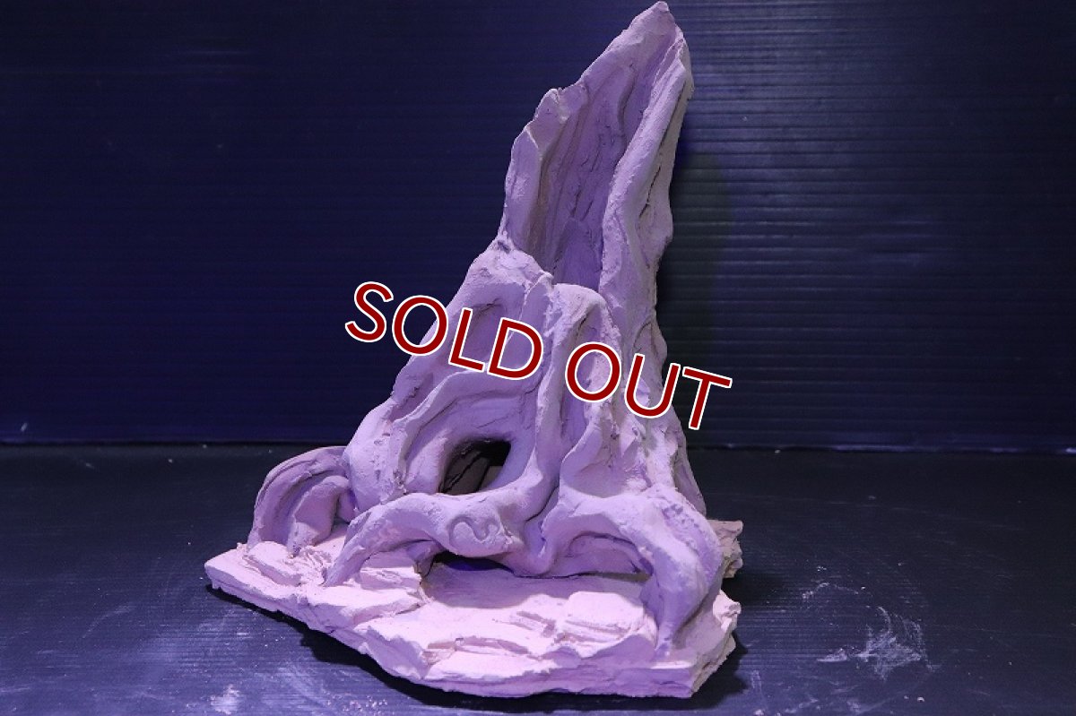 画像6: シェルタクラフタ No5 ROOTS Mサイズシェルター【個体販売】(淡水) (6)