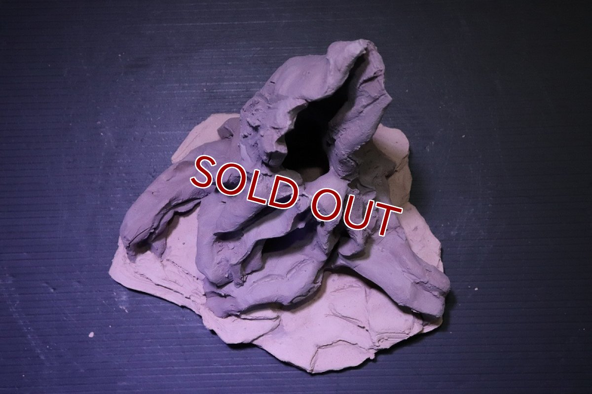 画像9: シェルタクラフタ No5 ROOTS Mサイズシェルター【個体販売】(淡水) (9)