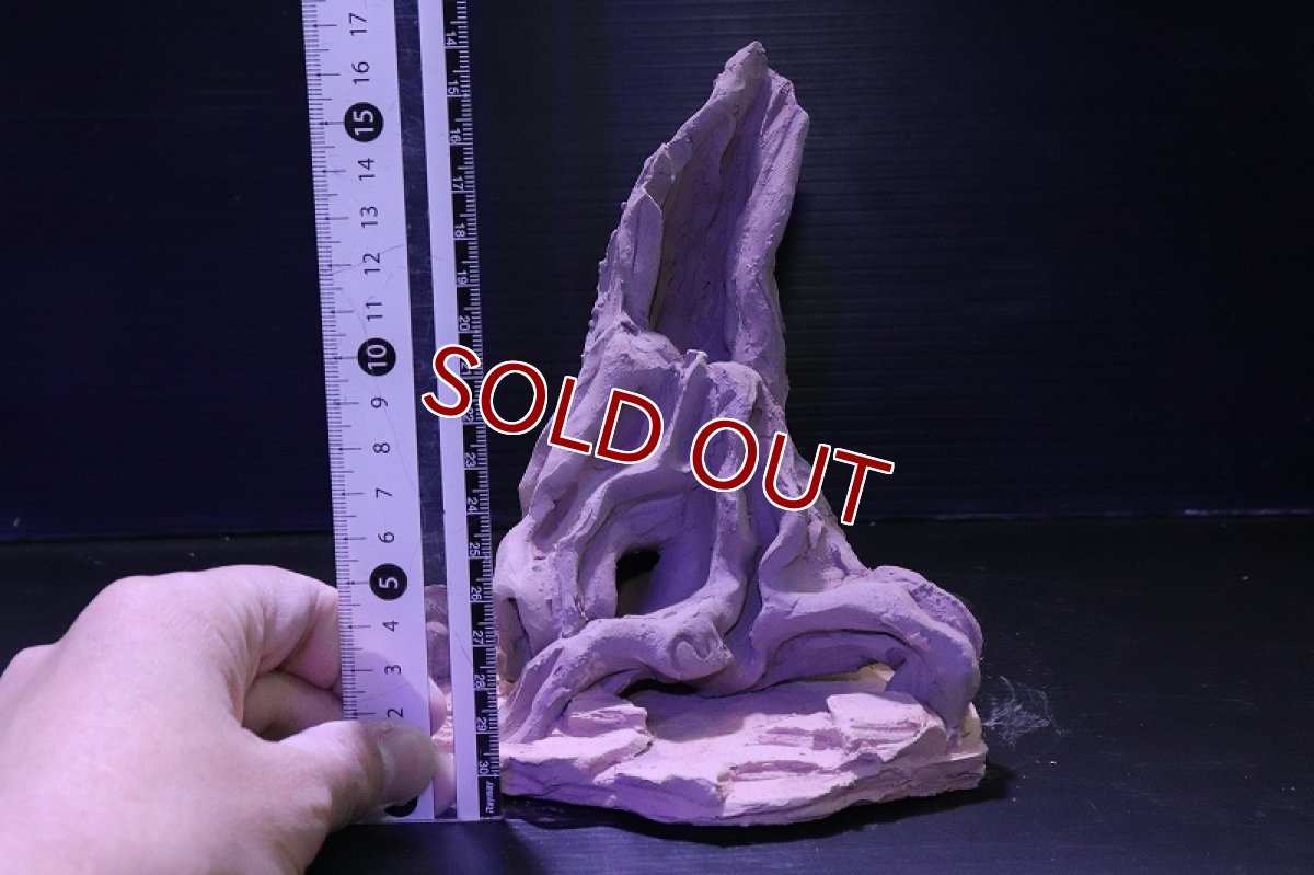 画像10: シェルタクラフタ No5 ROOTS Mサイズシェルター【個体販売】(淡水) (10)