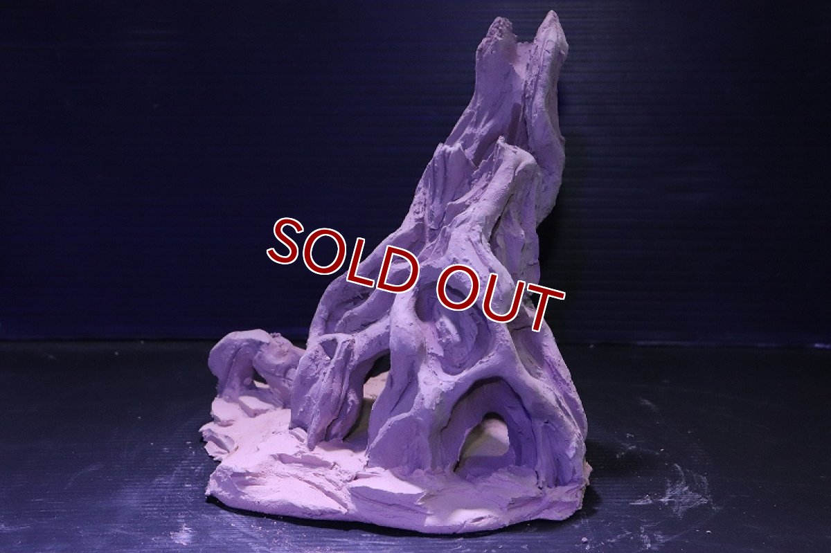 画像6: シェルタクラフタ No6 ROOTS Mサイズ シェルター【個体販売】(淡水) (6)