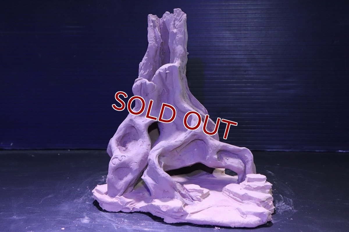 画像4: シェルタクラフタ No7 ROOTS Mサイズシェルター【個体販売】(淡水) (4)