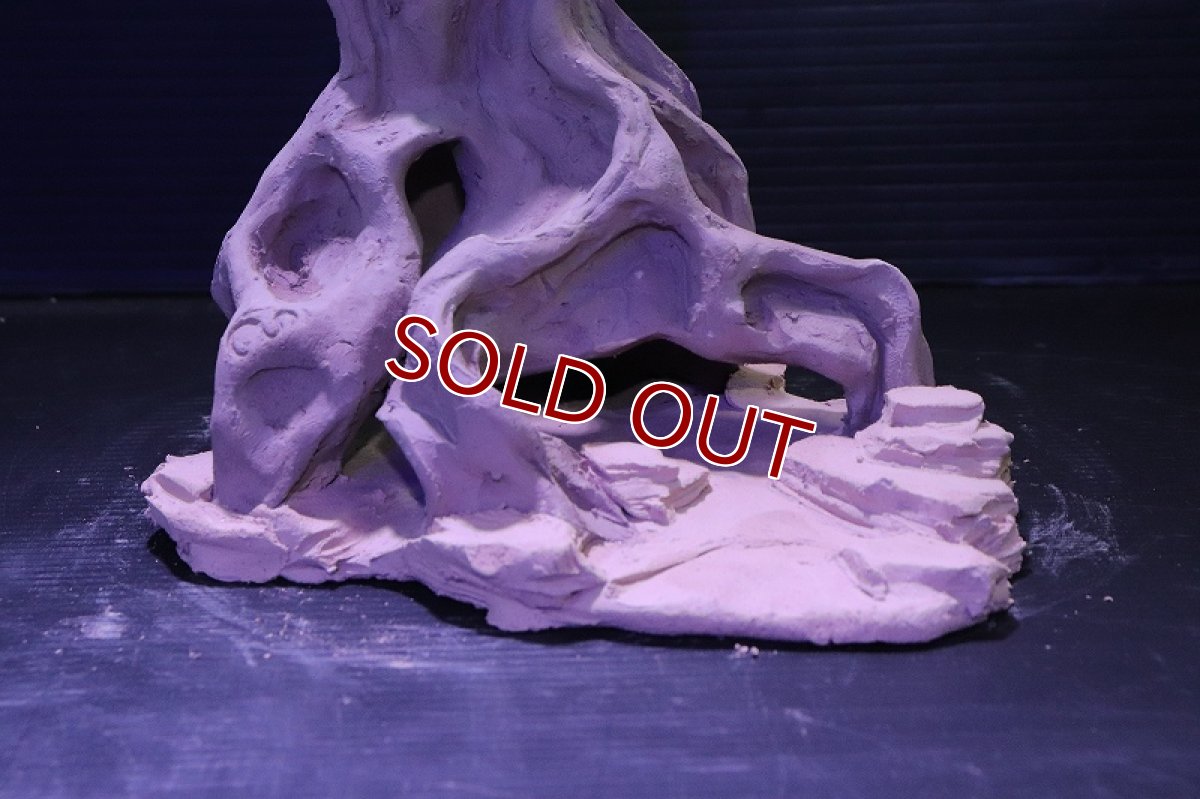 画像5: シェルタクラフタ No7 ROOTS Mサイズシェルター【個体販売】(淡水) (5)