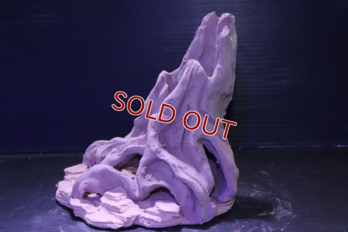 画像6: シェルタクラフタ No8 ROOTS Mサイズ シェルター【個体販売】(淡水) (6)